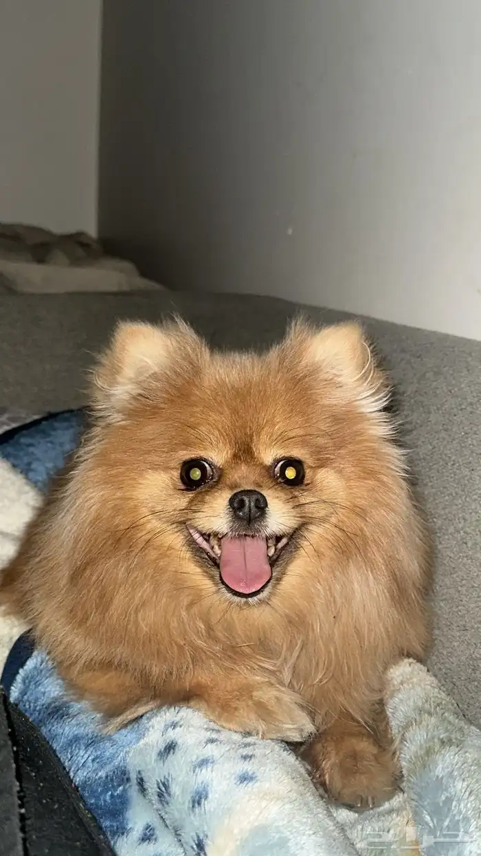 كلاب بومرينيان جوز 1