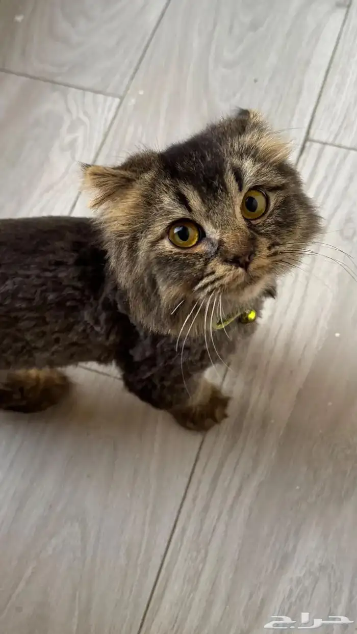 قط في حالة جيده ومتطعم وماخذ حبوب ديدان للي يخاف ربه 1