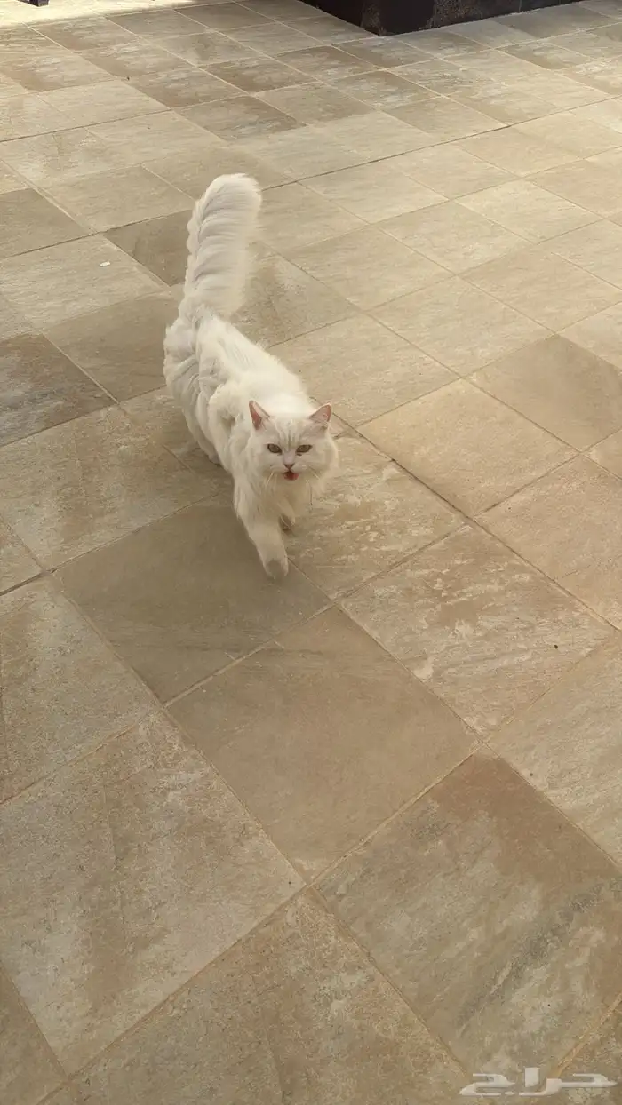 قطط للتبني 1