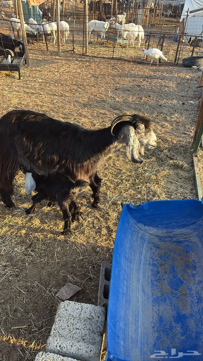 معزا متاومات 0