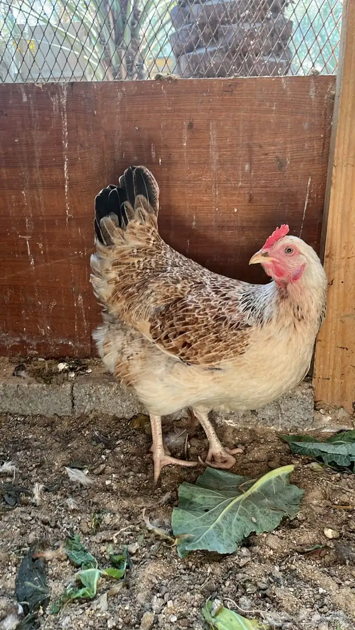 دجاج لهمان براون 1