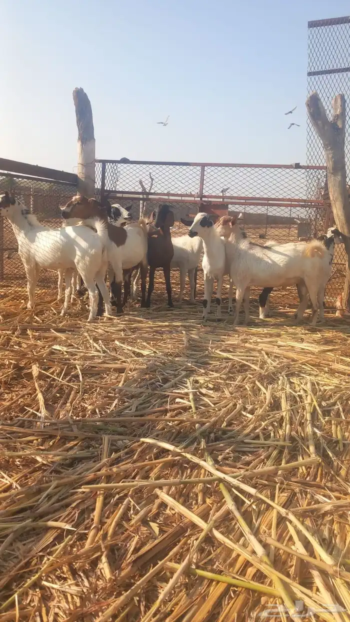 تيوس لباني بلدي 0