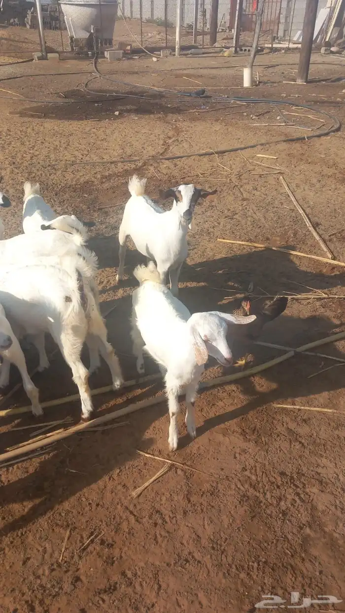 تيوس لباني بلدي 3