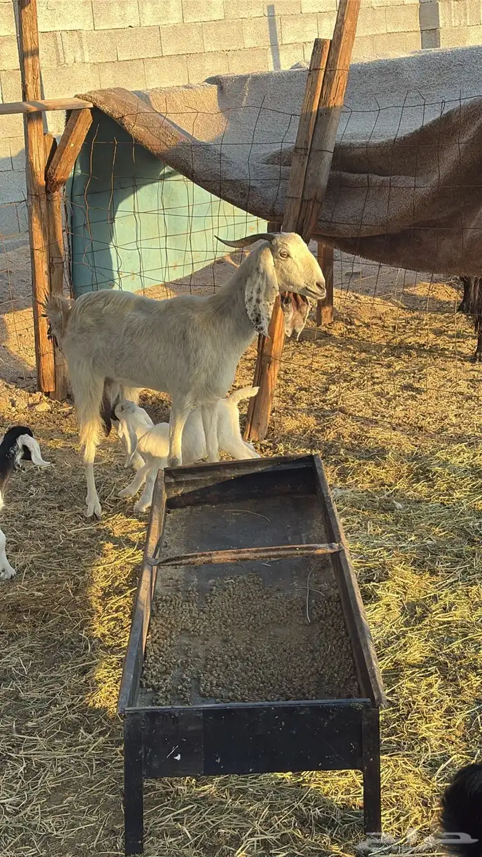 معزا متاومات 2