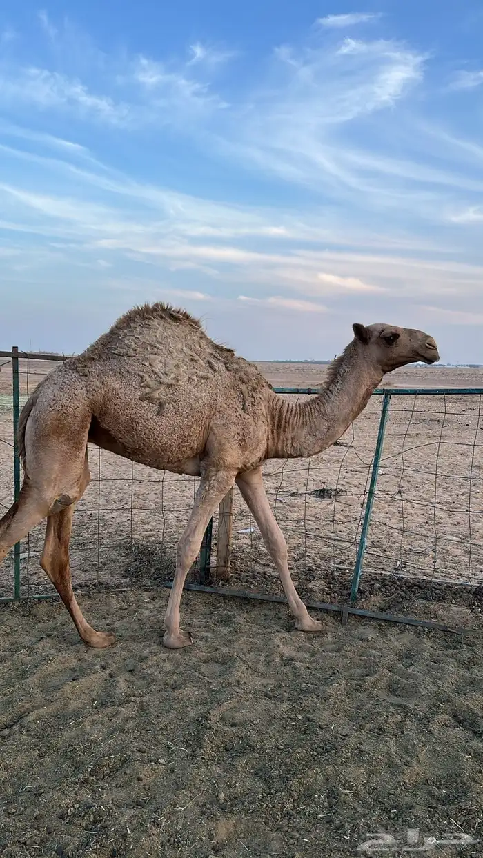 للبيع بكره فاخره 0