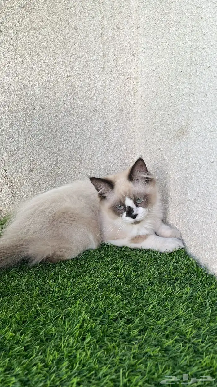 قط راغدول هاملايا 0