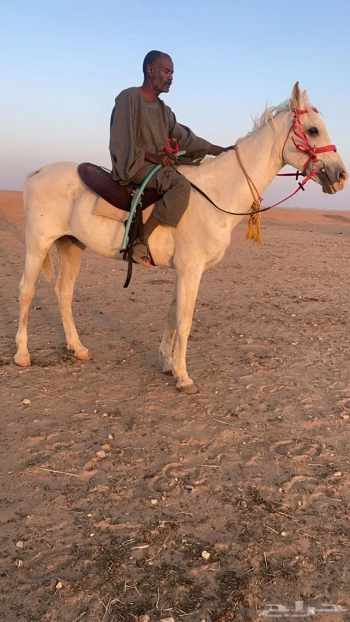للبيع حصان عربي 2