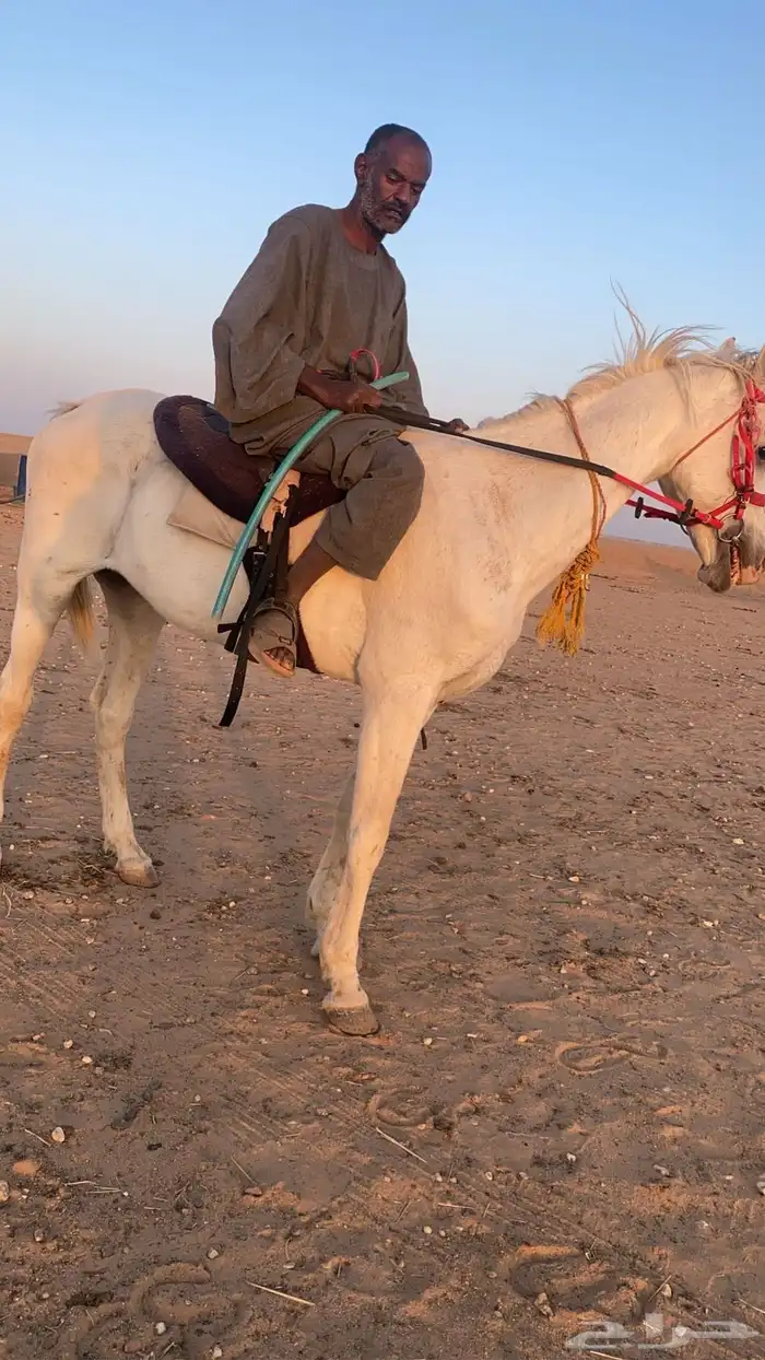 للبيع حصان عربي 1