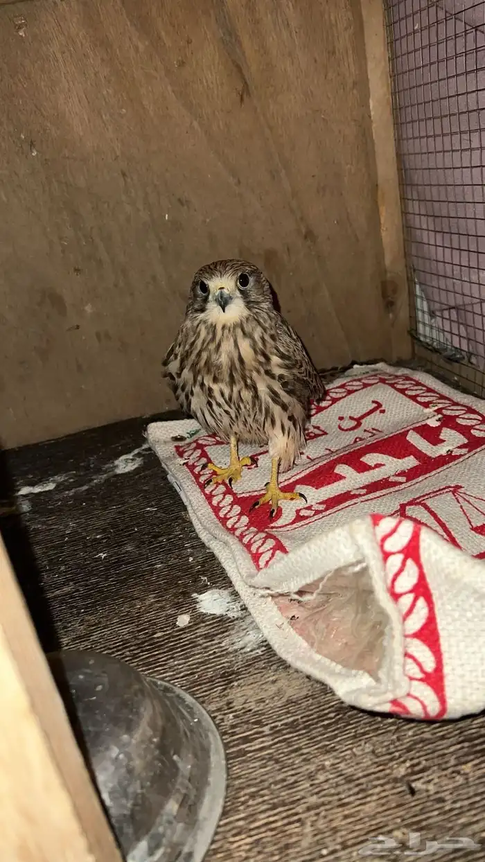 جليما او باشق 0