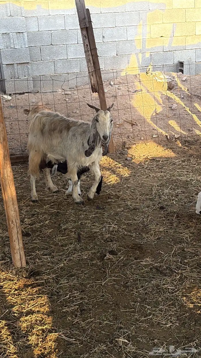 معزا متاومات 3