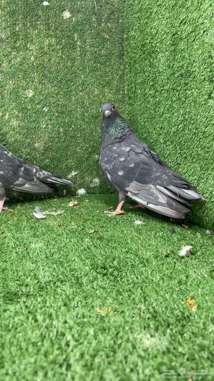 جوز صنعاني صنعاوي 1