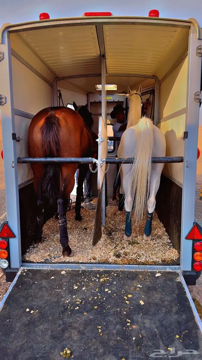 عربه نقل خيل توصيل خيول 0