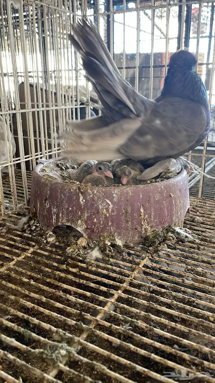 جوز كرنقو مع الانتاج 4