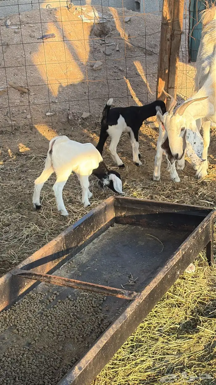 معزا متاومات 4