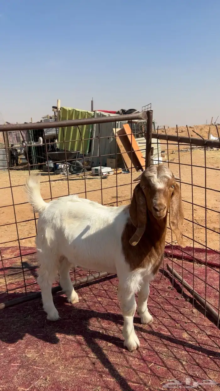 تيس مشروك بارقوت 1