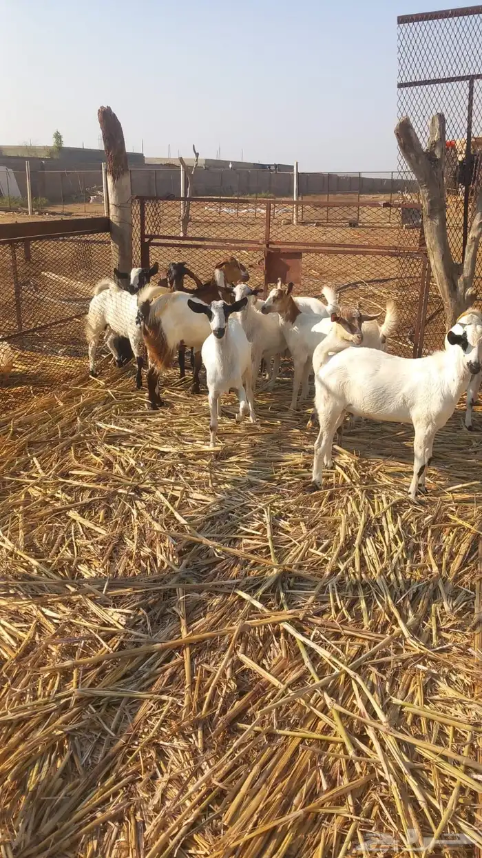 تيوس لباني بلدي 1