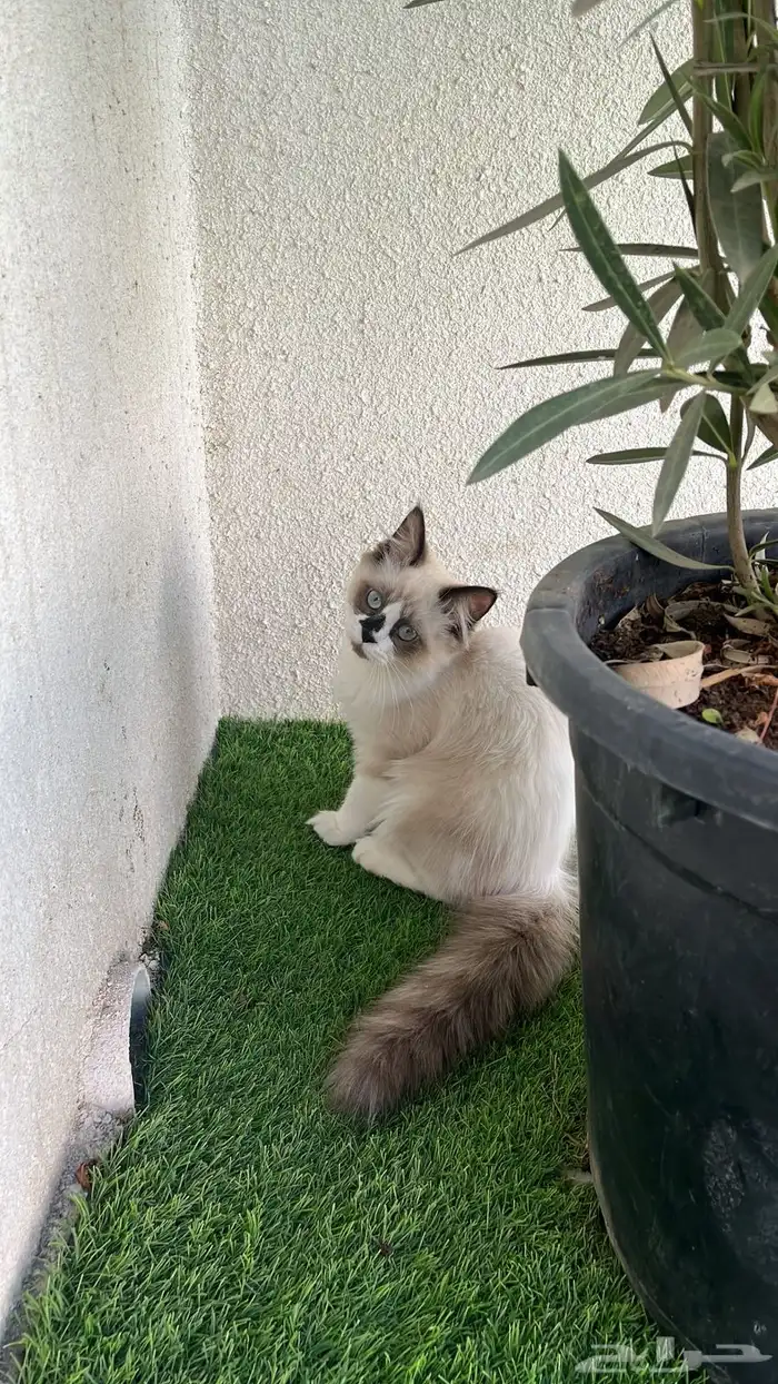 قط راغدول هاملايا 1