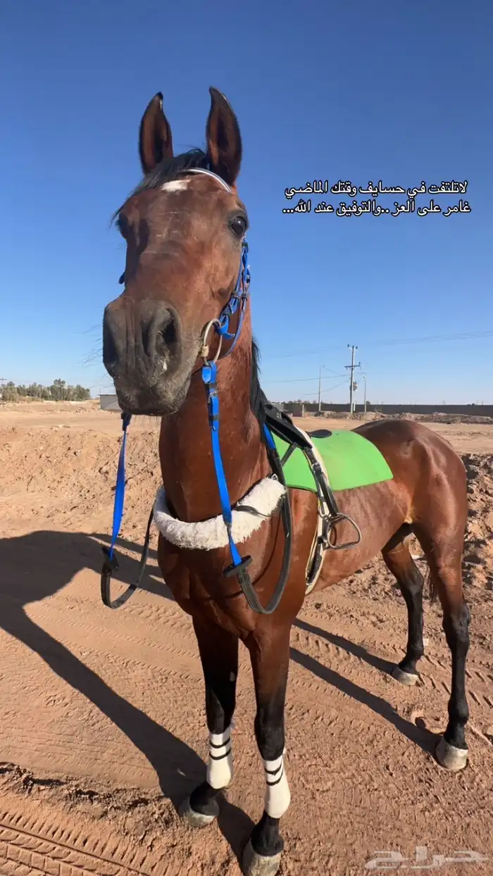 حصان سبوق 0