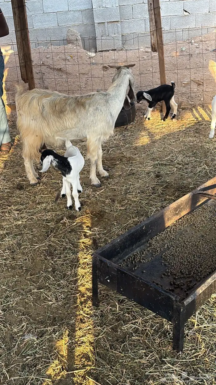 معزا متاومات 5