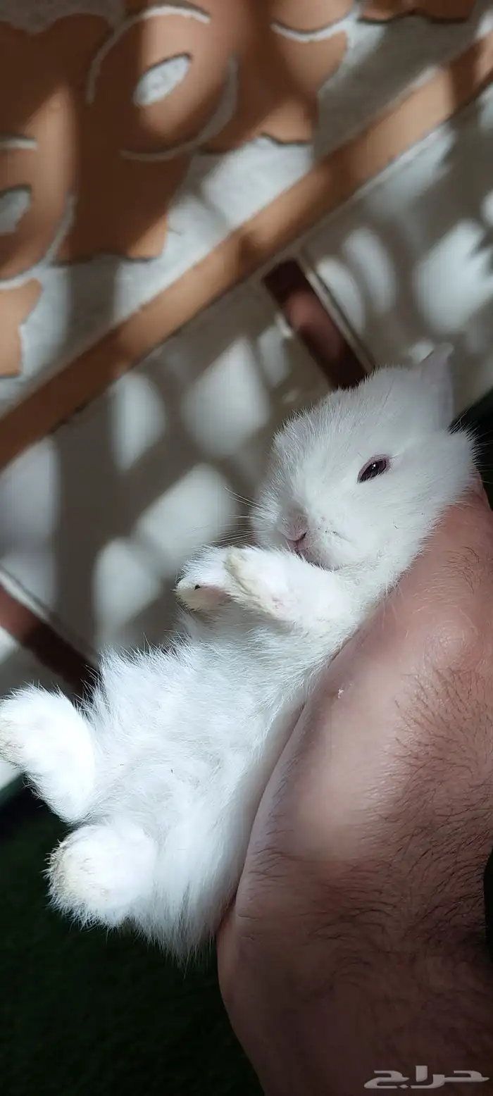 ارانب نذرلاند قزميه 1 متبقي 1