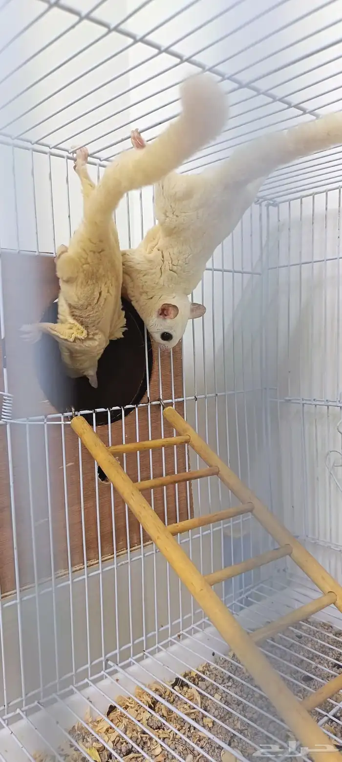 زوج سناجب طائرة منتجة سابقا 1