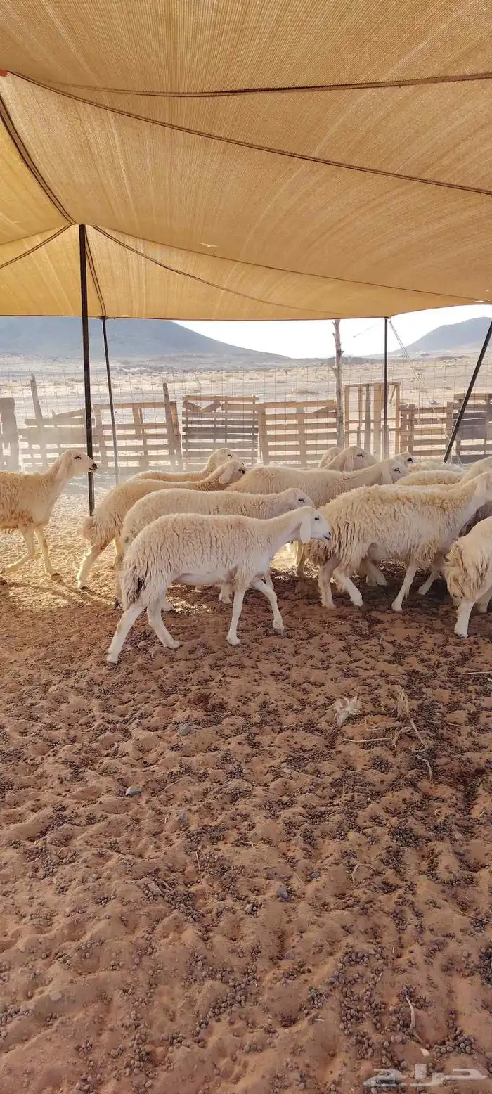 رخال حرش طيبه صنف الصنف 20 راس دفيع وضراب السوم 1400 7