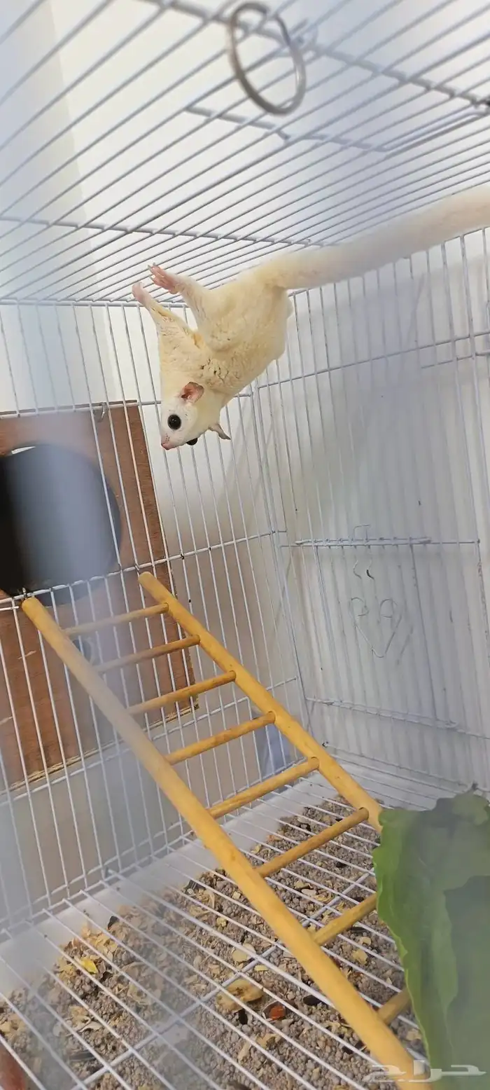 زوج سناجب طائرة منتجة سابقا 2