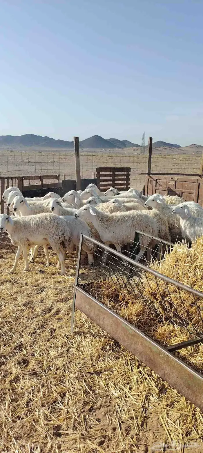 رخال حرش طيبه صنف الصنف 20 راس دفيع وضراب السوم 1400 4