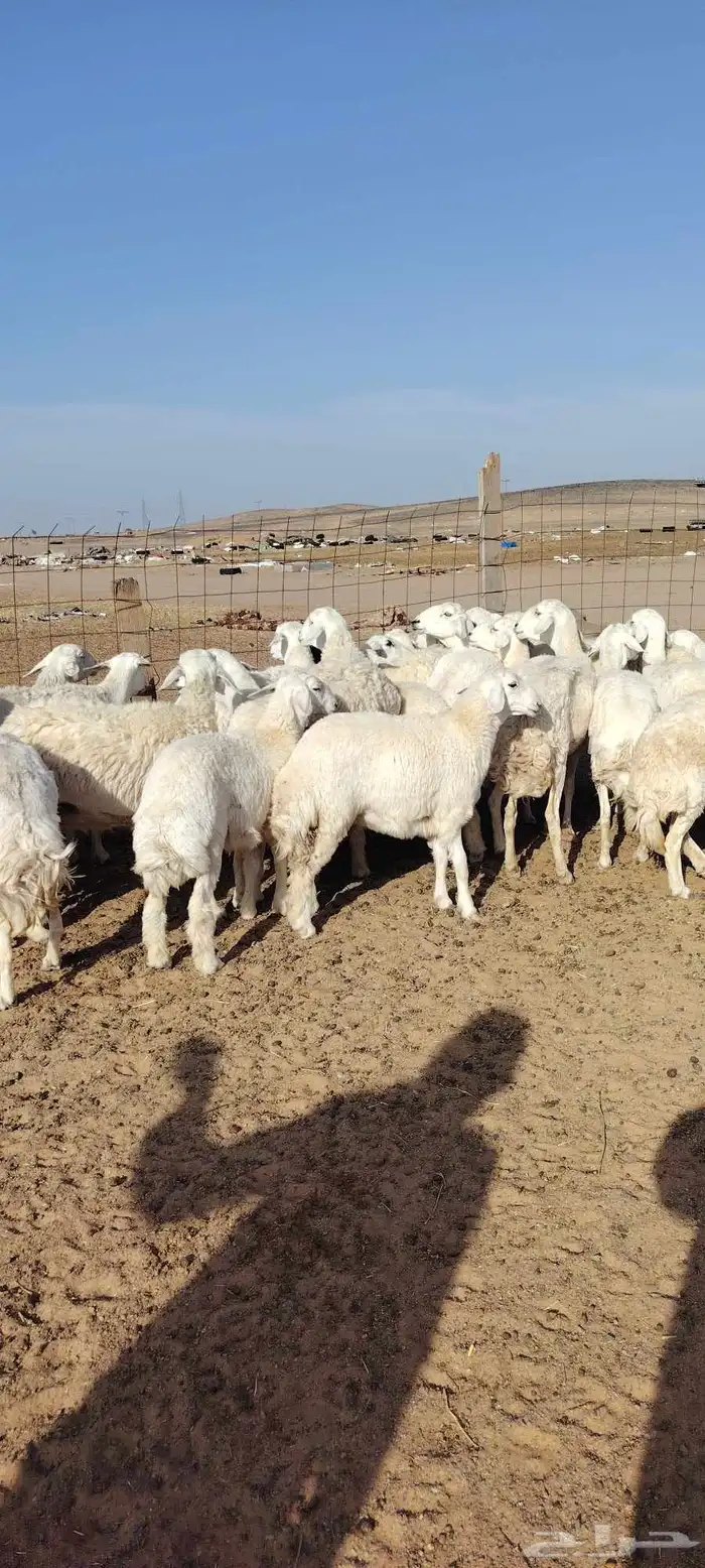 غنم حريه حرش طيبه صنف 28 راس بالفحل دفيع و ضراب 3