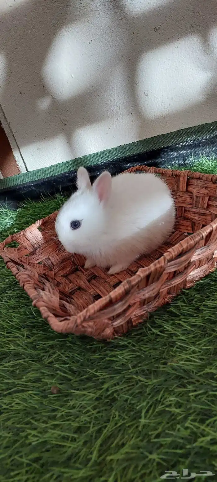 ارانب نذرلاند قزميه 1 متبقي 2