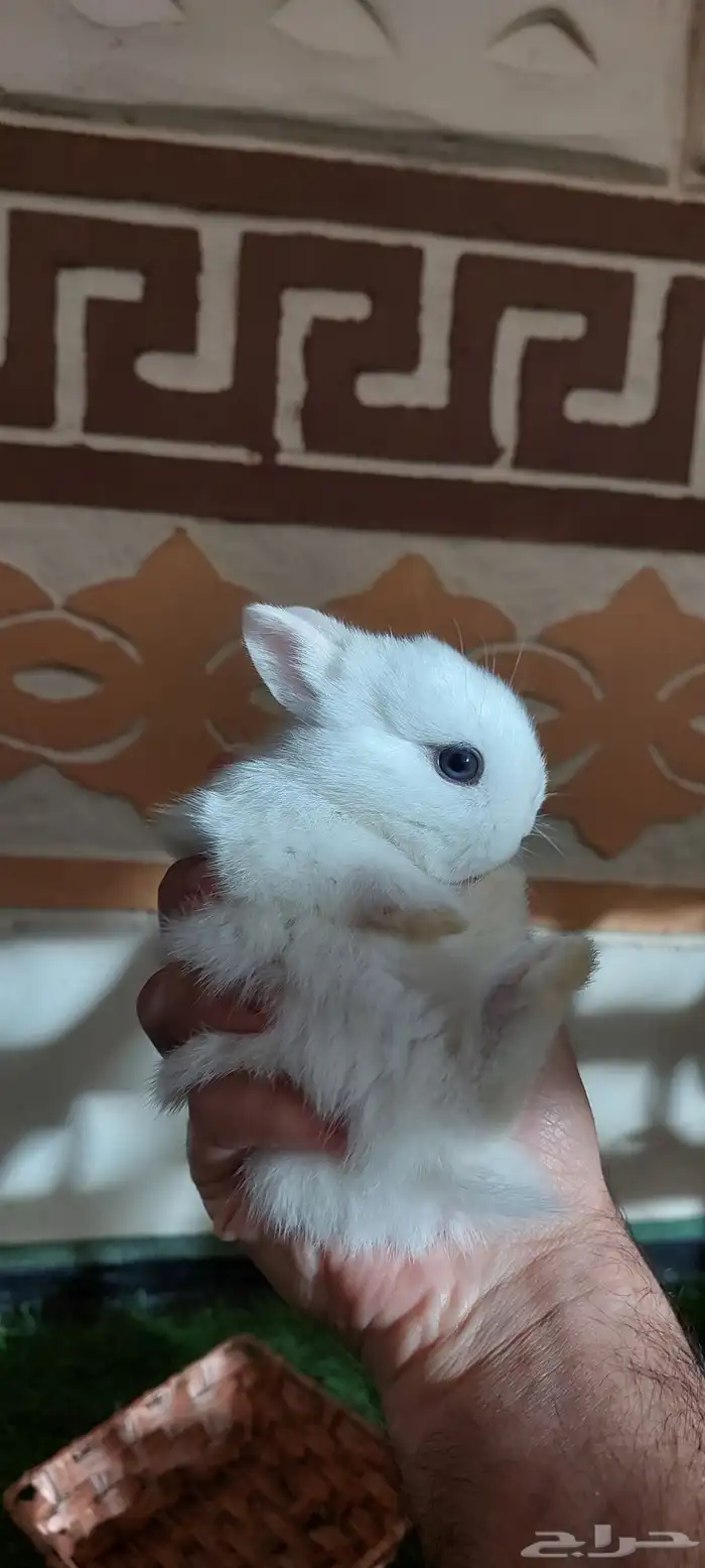 ارانب نذرلاند قزميه 1 متبقي 4