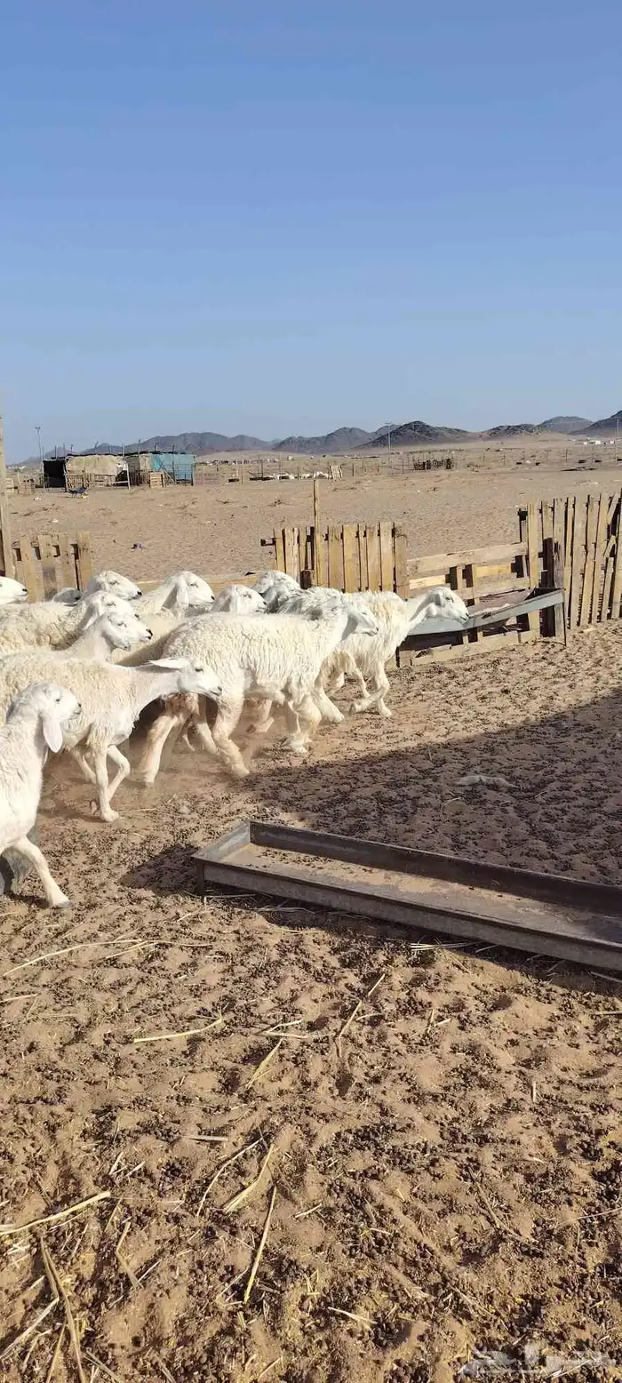 رخال حرش طيبه صنف الصنف 20 راس دفيع وضراب السوم 1400 1