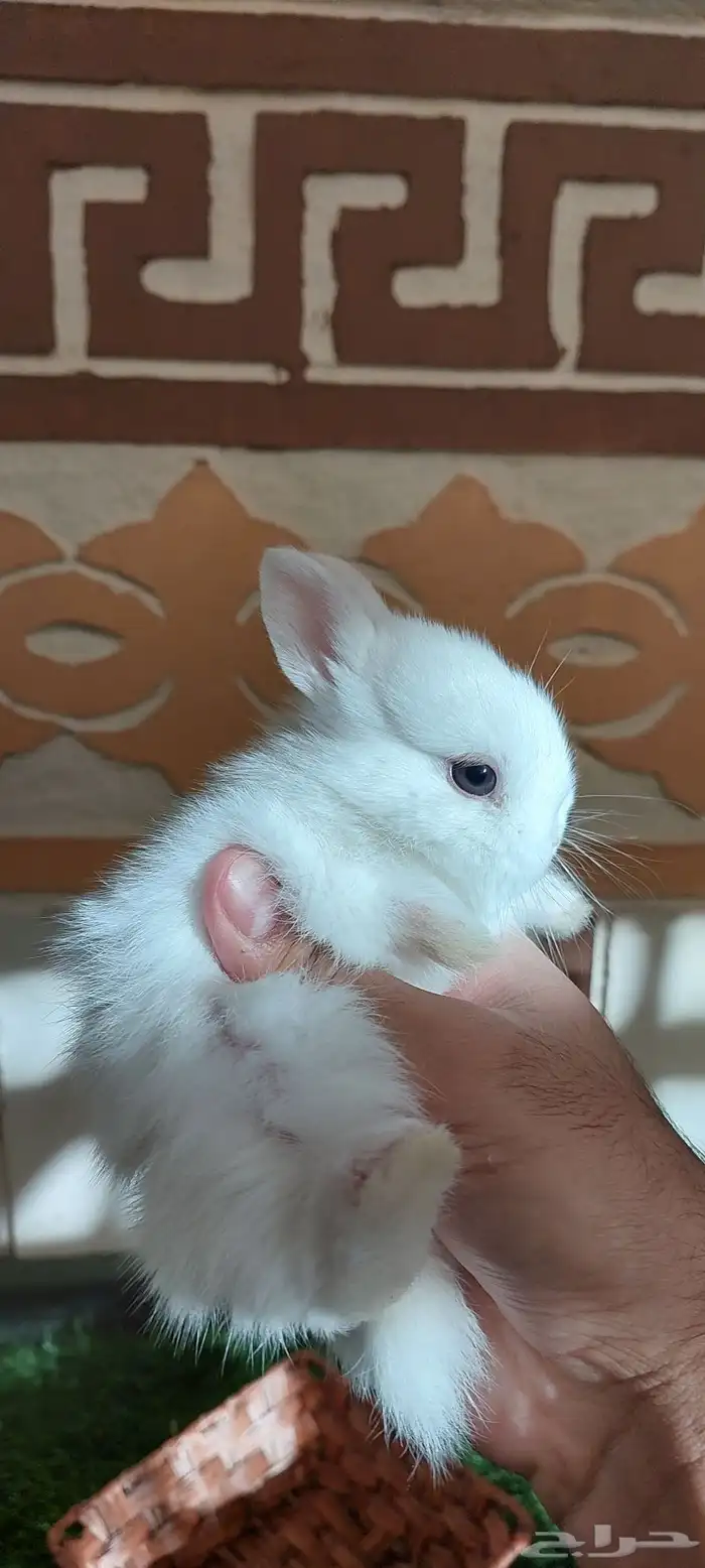 ارانب نذرلاند قزميه 1 متبقي 6