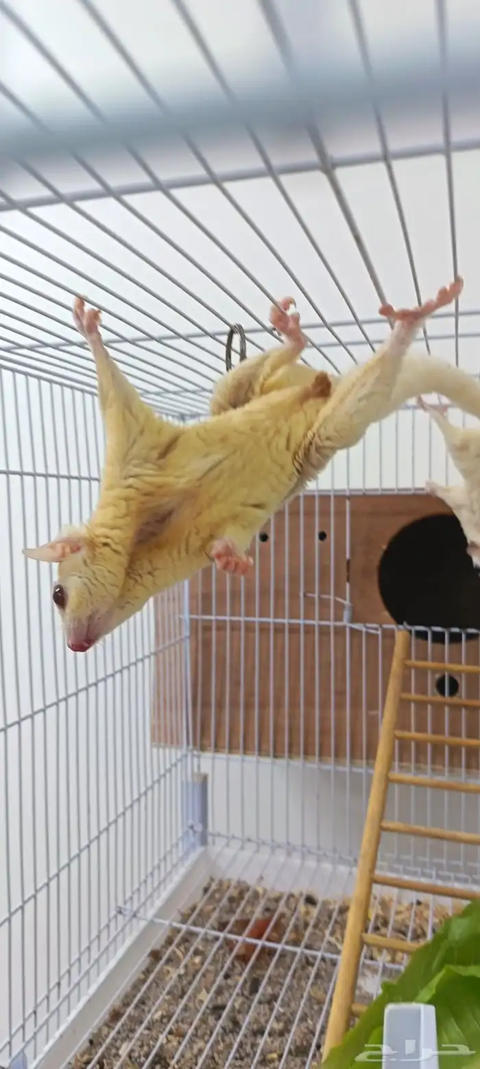 زوج سناجب طائرة منتجة سابقا 4