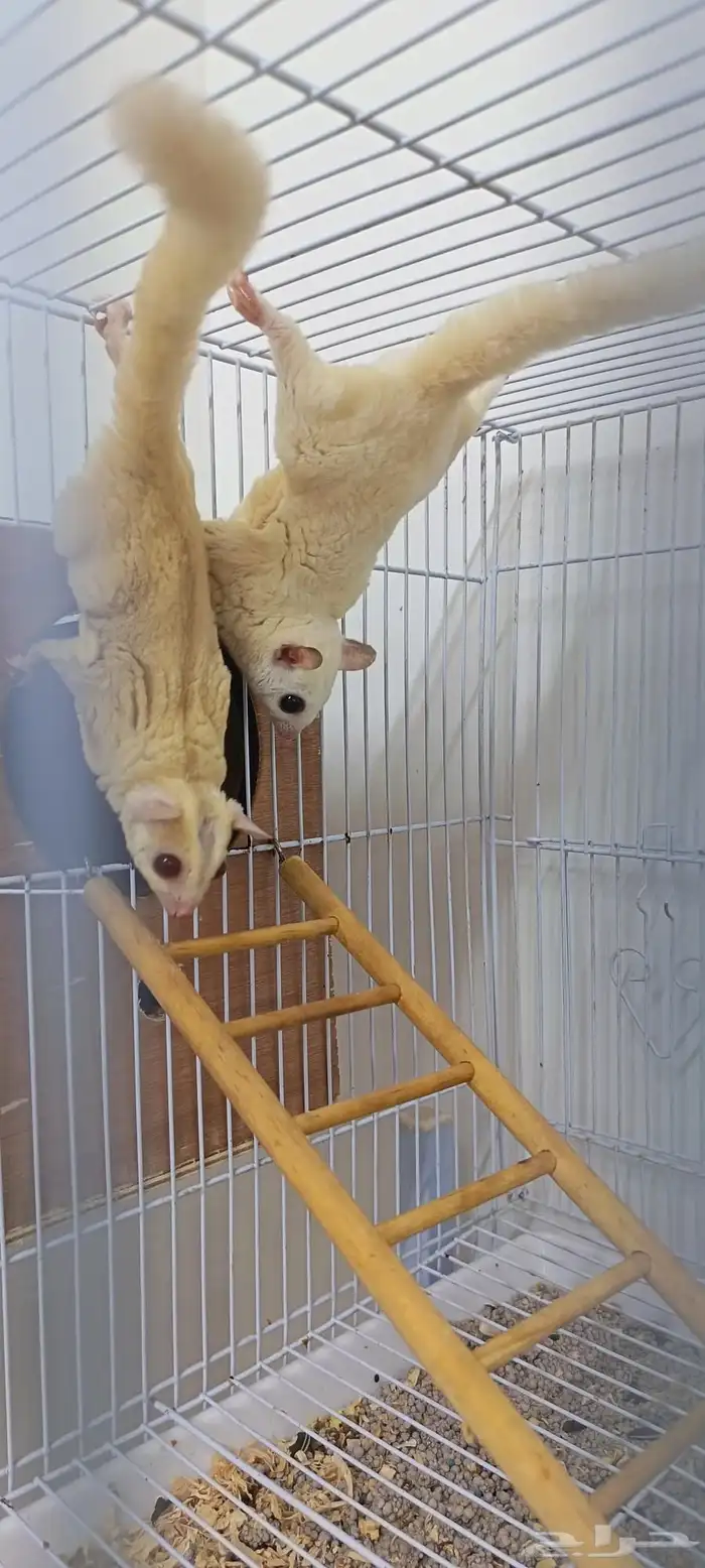 زوج سناجب طائرة منتجة سابقا 0