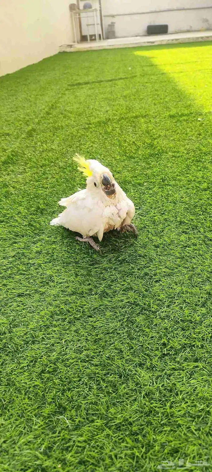 فرخ كوكاتو 0