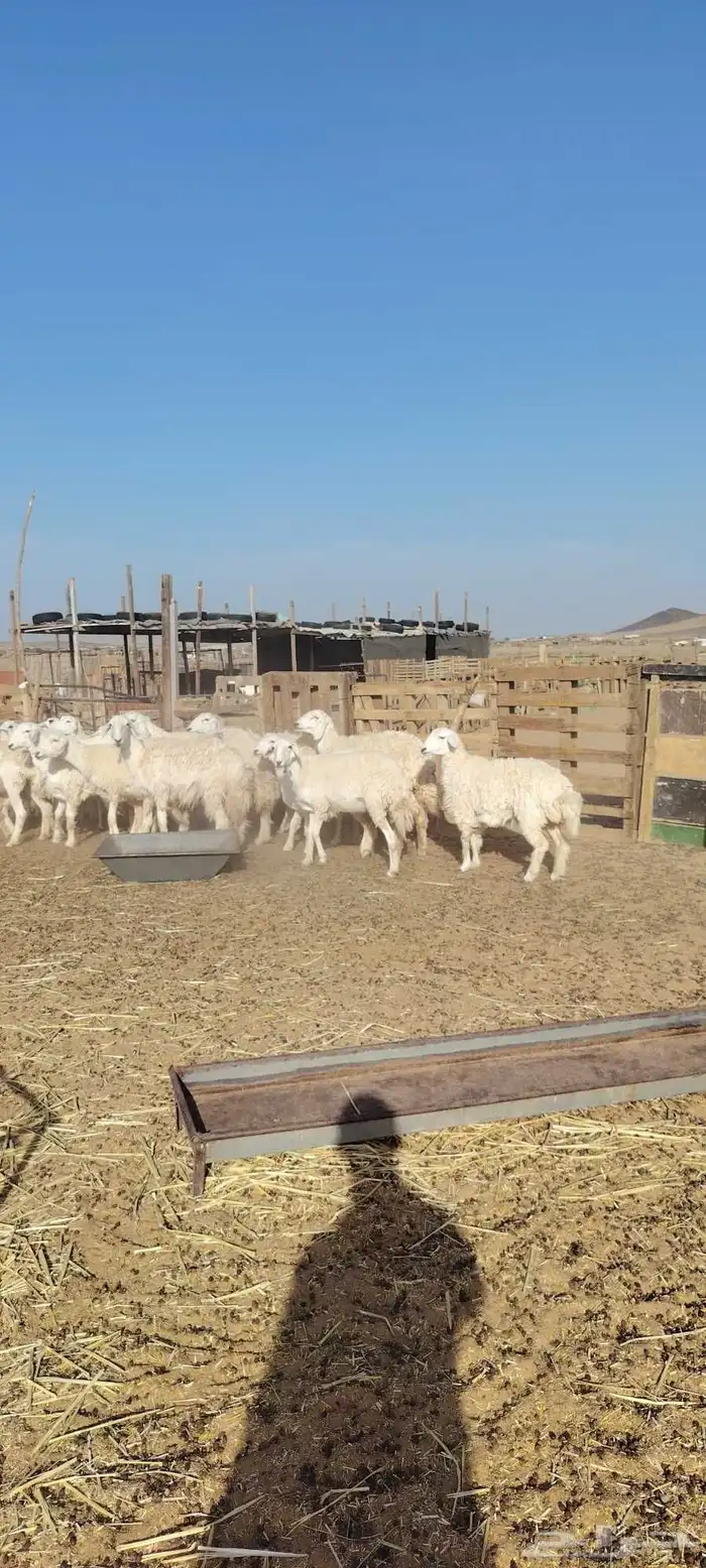 رخال حرش طيبه صنف الصنف 20 راس دفيع وضراب السوم 1400 5