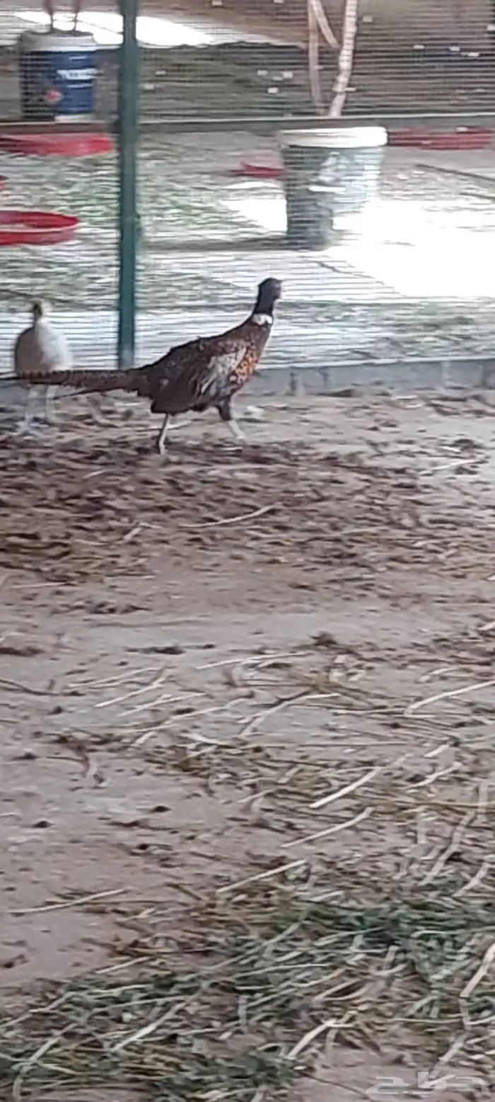 طيور دجاج فزنت 1