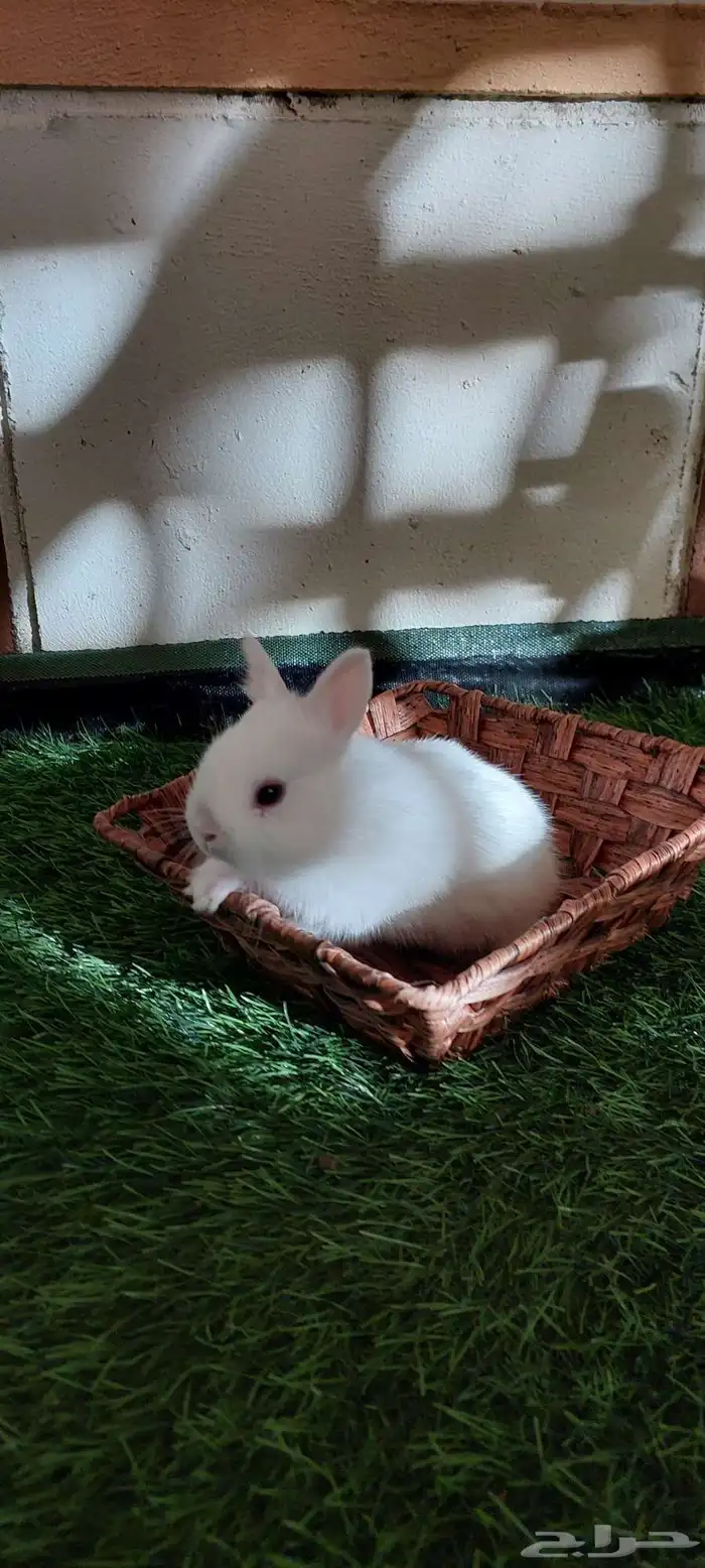 ارانب نذرلاند قزميه 1 متبقي 5