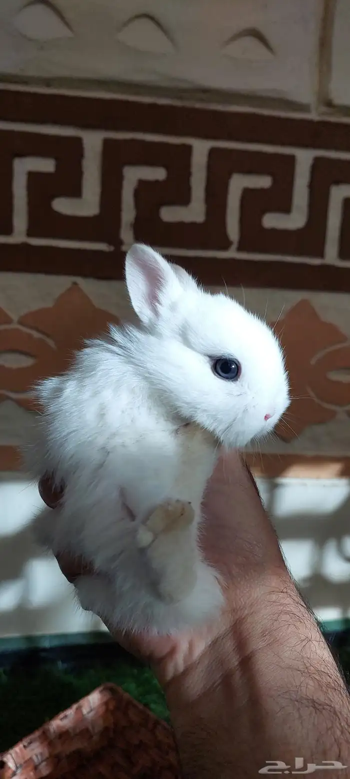 ارانب نذرلاند قزميه 1 متبقي 3