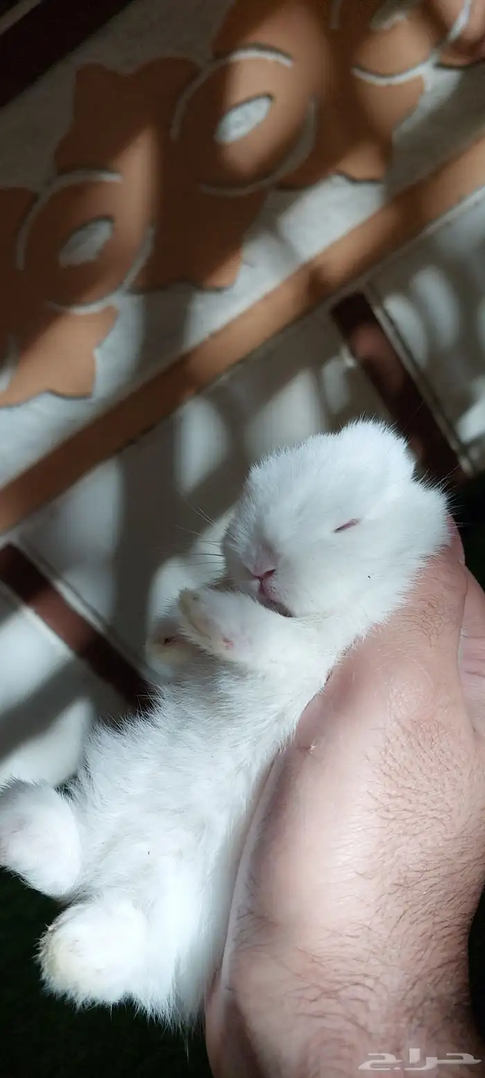 ارانب نذرلاند قزميه 1 متبقي 7