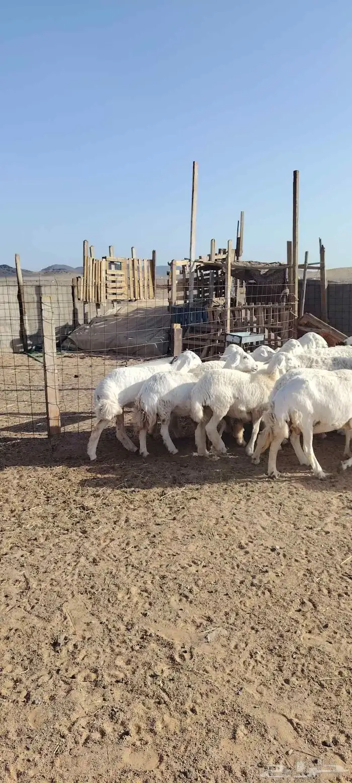 غنم حريه حرش طيبه صنف 28 راس بالفحل دفيع و ضراب 1