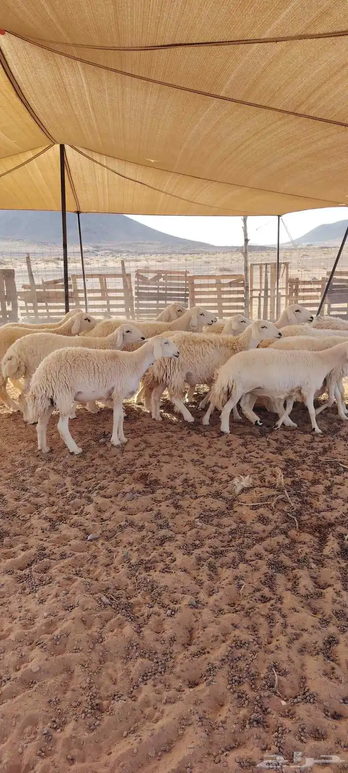 رخال حرش طيبه صنف الصنف 20 راس دفيع وضراب السوم 1400 6