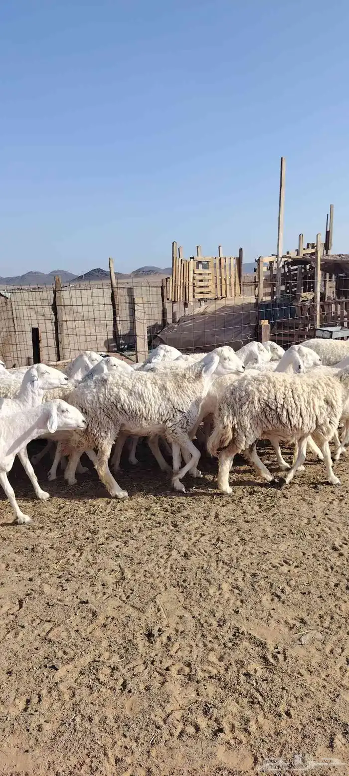 غنم حريه حرش طيبه صنف 28 راس بالفحل دفيع و ضراب 0