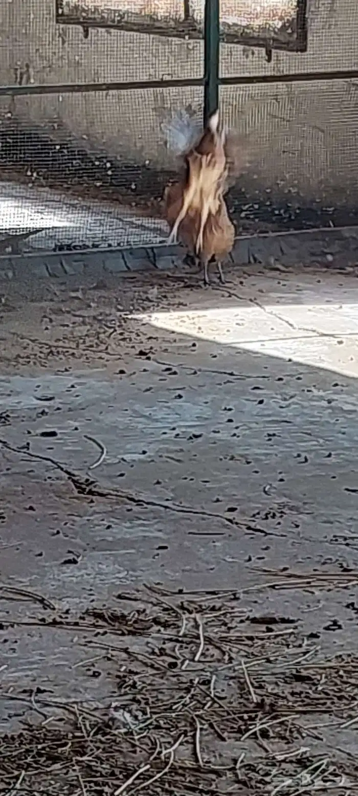 طيور دجاج فزنت 0