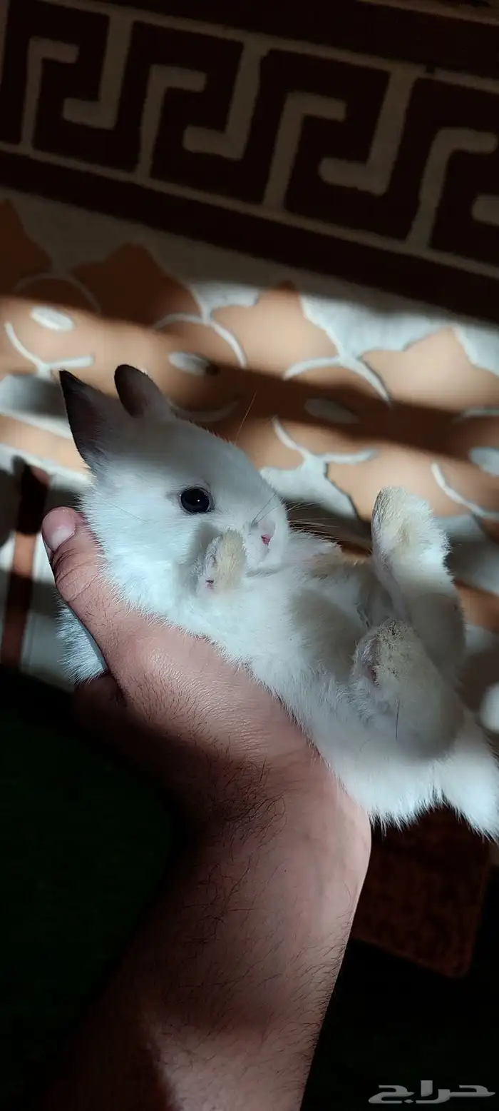 ارانب نذرلاند قزميه 1 متبقي 8