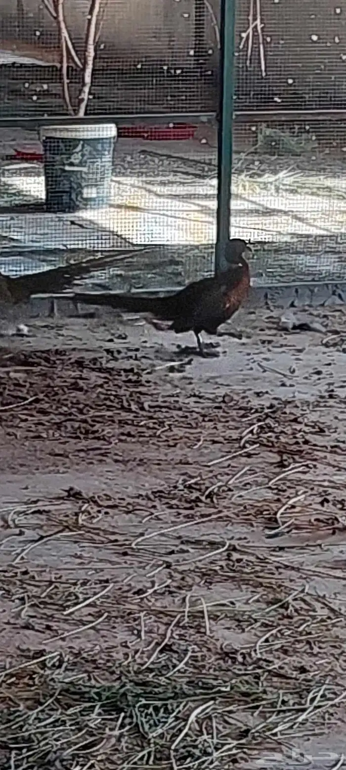 طيور دجاج فزنت 2