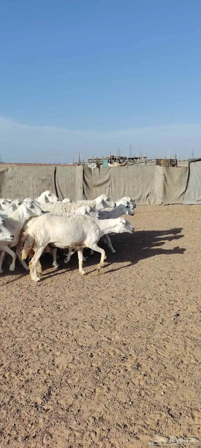 غنم حريه حرش طيبه صنف 28 راس بالفحل دفيع و ضراب 2