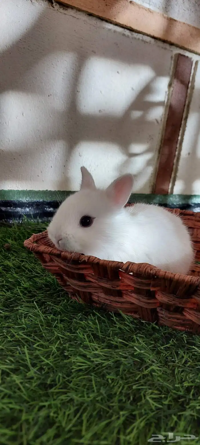 ارانب نذرلاند قزميه 1 متبقي 0