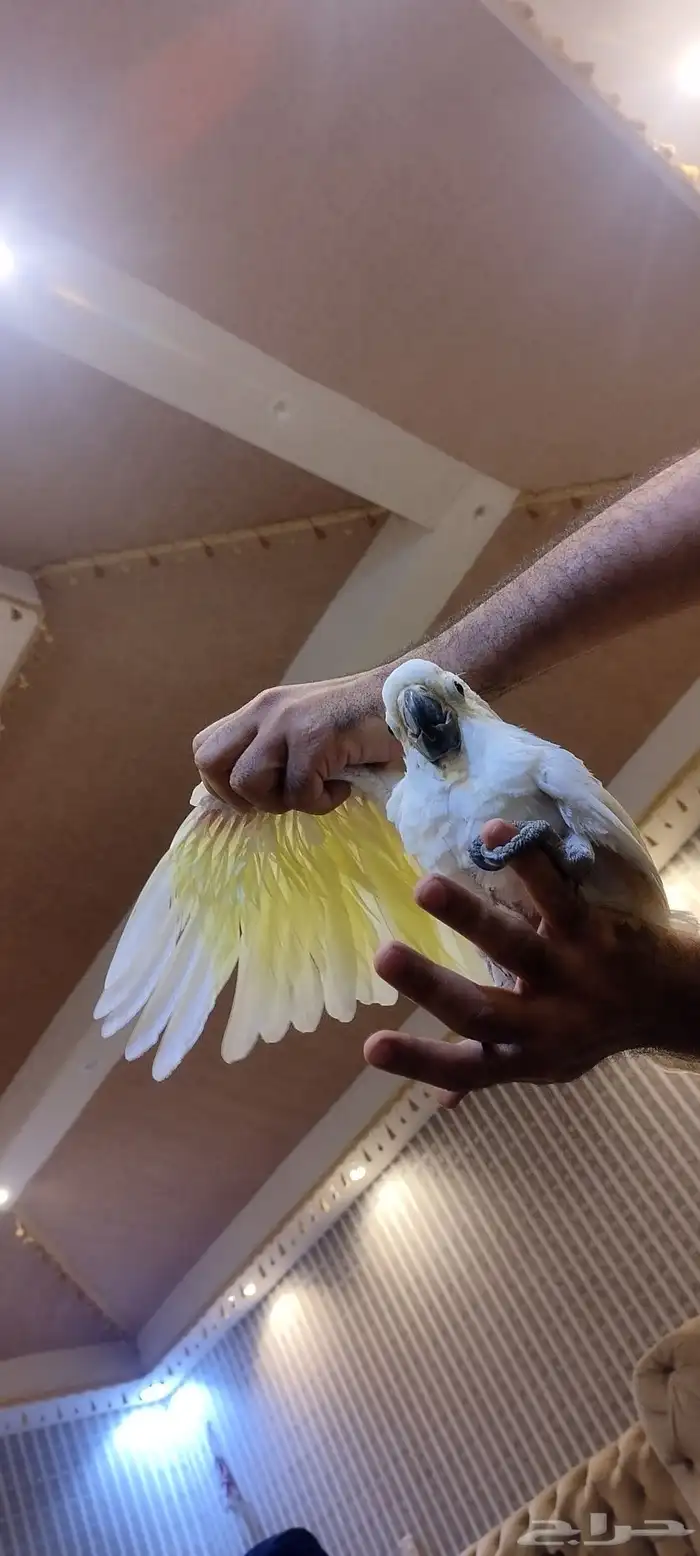 فرخ كوكاتو 1